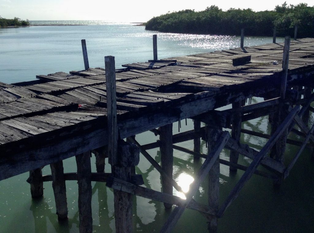 wooden boardwalk with water and mangroves in back ground