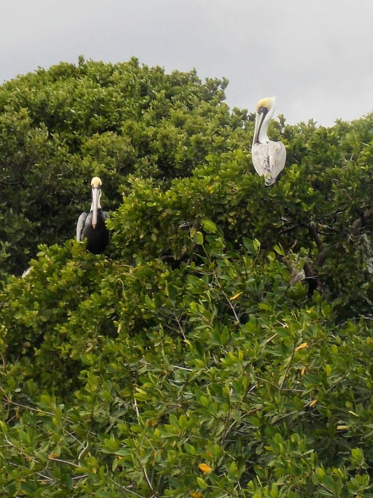 White and brown pelican in a mangrove tree at the Sian Ka'an Biosphere reserve.