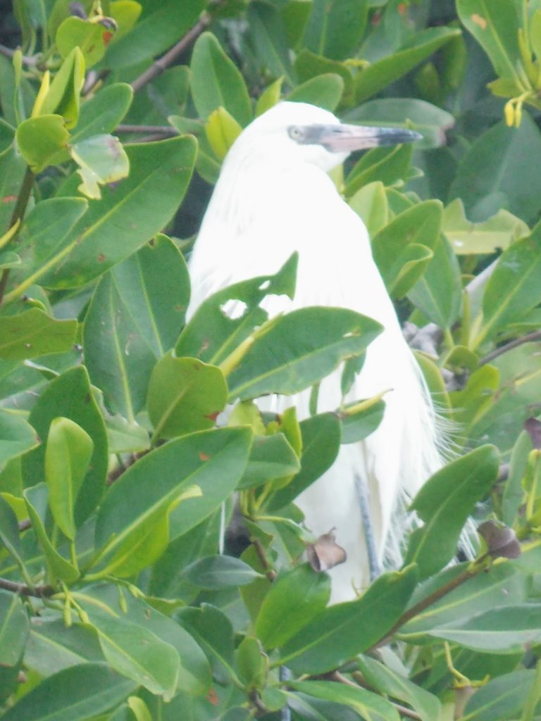 This bird reminds me of an egret, but I suspect it is something else
Turns out it is a juvenile snowy egret