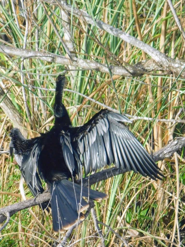 An ahinga drying its wings while birding in the Everglades.