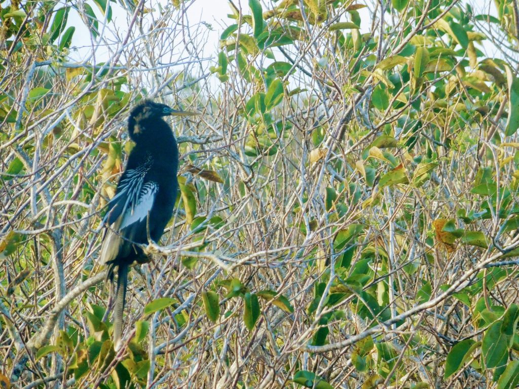 Birding in the Everglades: ahinga in the mangroves at the anhinga trail. 