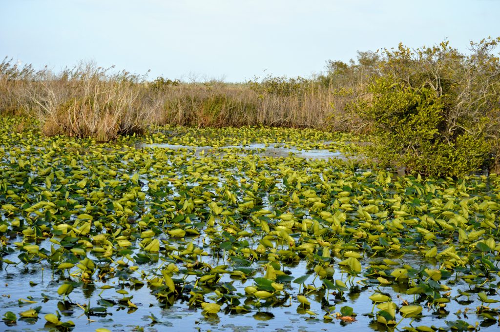 Water lilies and shore vegetation on the Ahinga trail. Beautiful place to go birding in the Everglades!