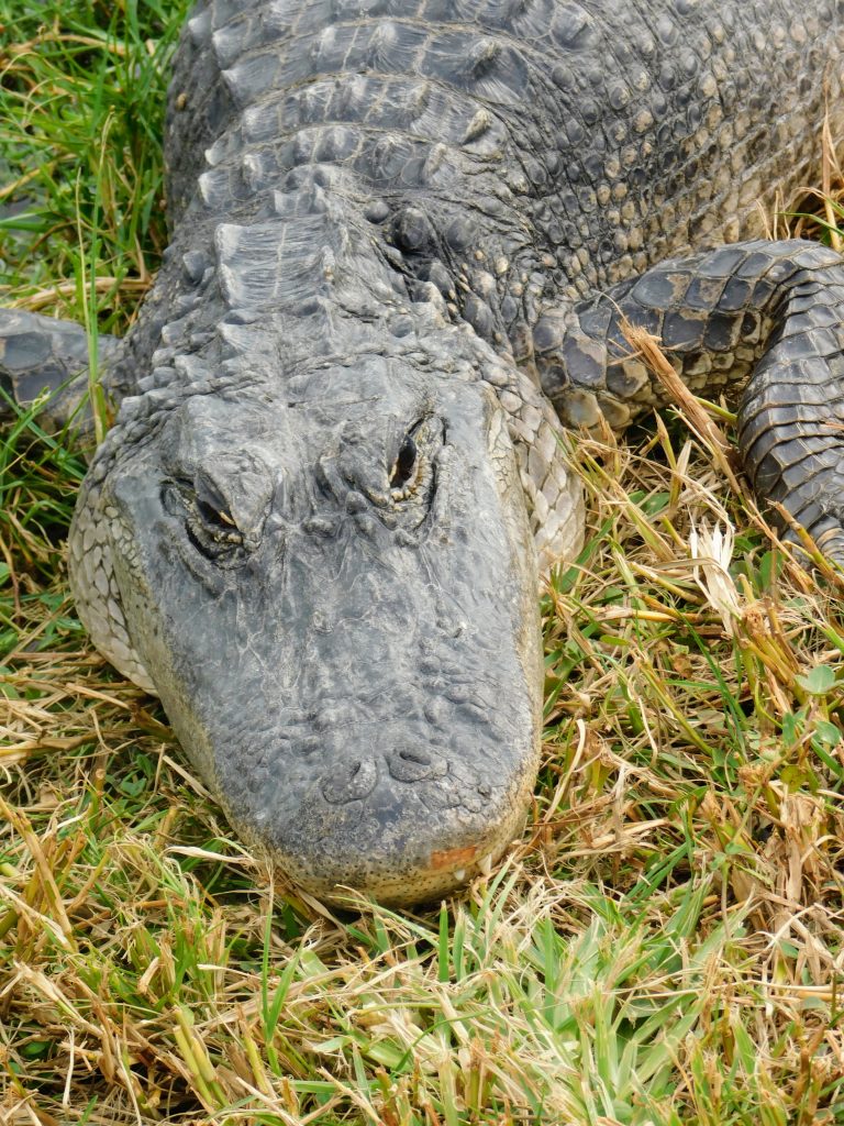 Alligator on the grass, it shows just the head. We encountered this creature while birding in the Everglades. Looking very fearsome.