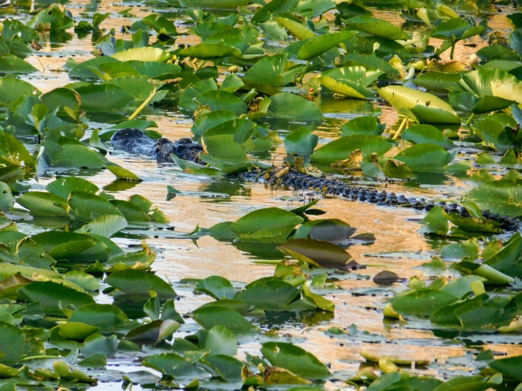 Water lilies with alligator hidden in them, seen while birding in the Everglades. 