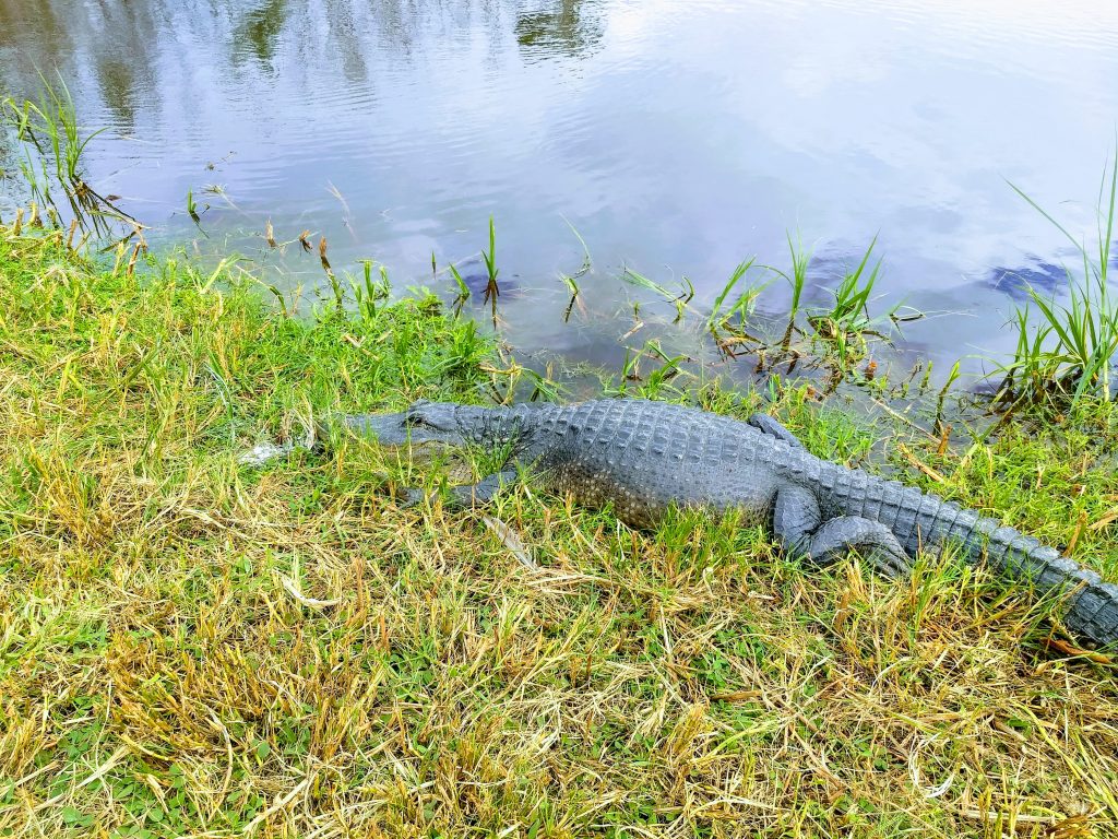 Alligator "hiding" in the grass, right next to the water at Mrazek Pond.
Be careful when you go birding in the Everglades!