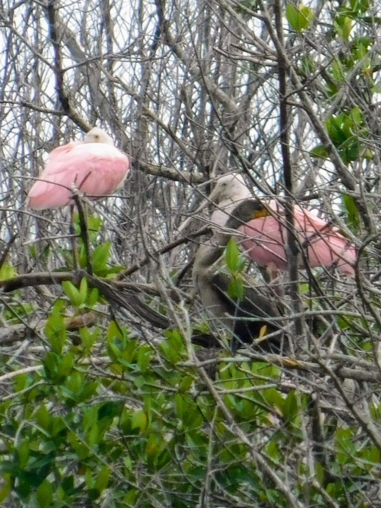 Roseate spoonbills in a tree while birding in the Everglades