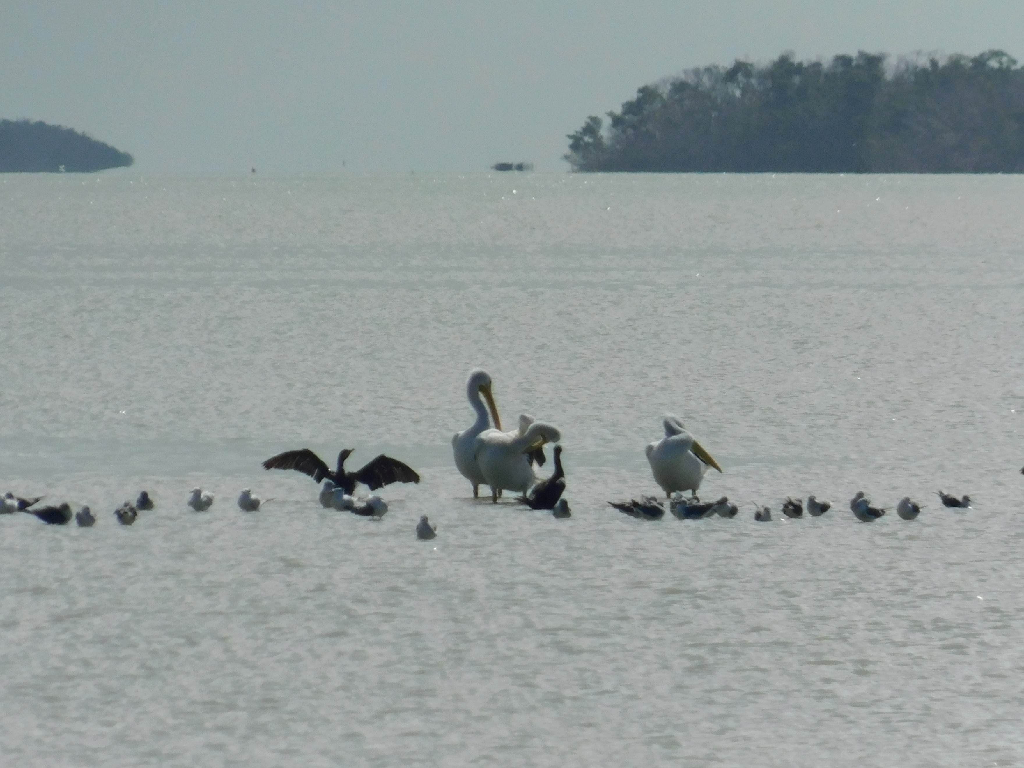 Birds in Florida Bay in foreground, some keys (islands) in the background. 