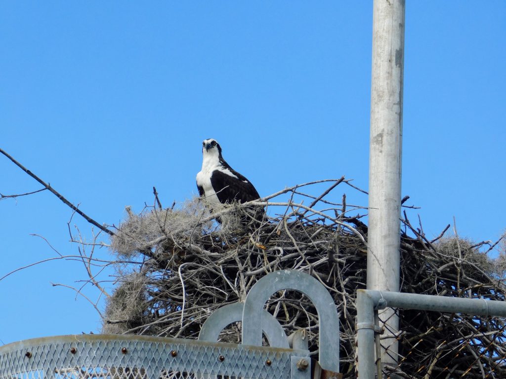 Osprey sitting on their nest, right next to the marina.