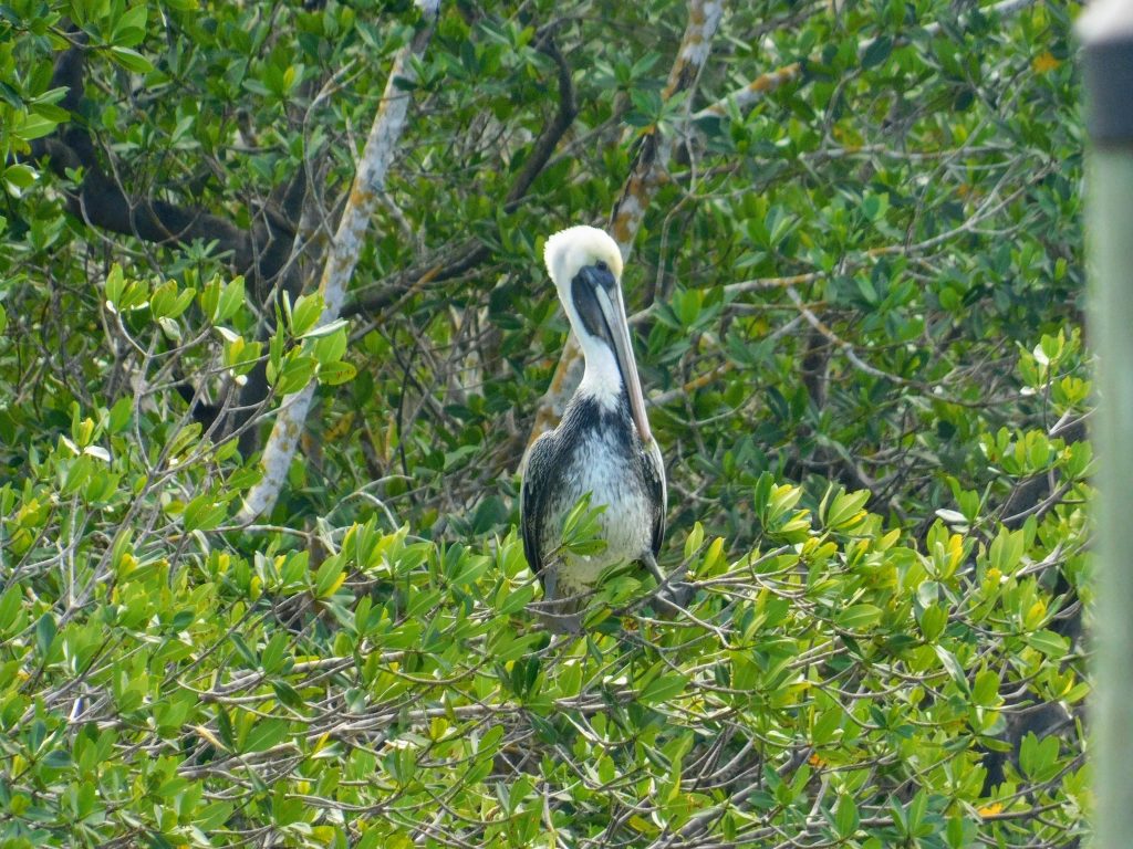 Brown pelican in the mangroves, holding their beak against their body. 