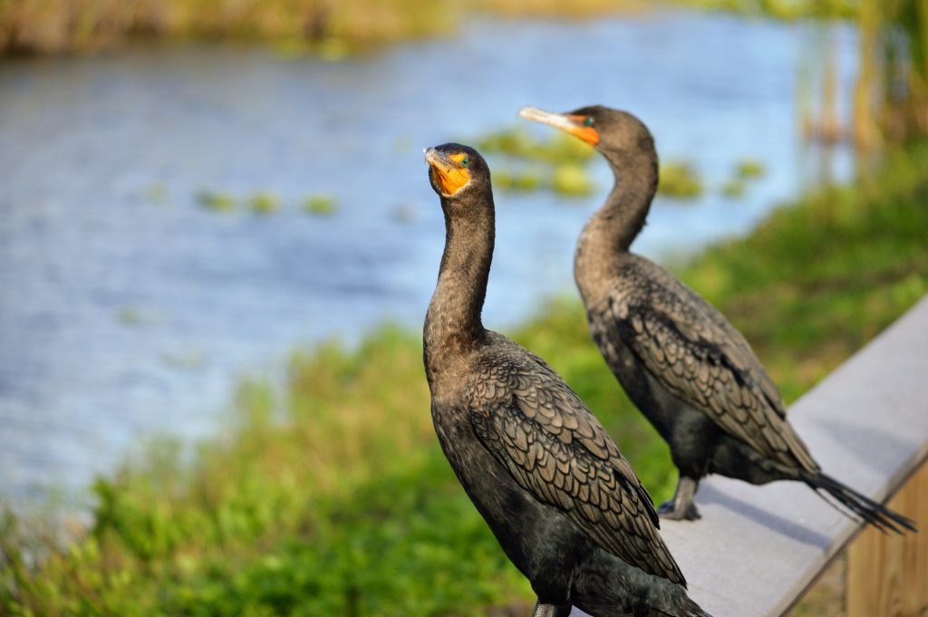 Birding for beginners in the Everglades. Very easy to spot these two double-crested cormorants on the railing right next to the trail. You can see water in the background.