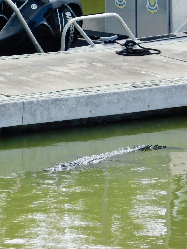 A crocodile barely visible in the water next to a slip and the motors from a boat. 