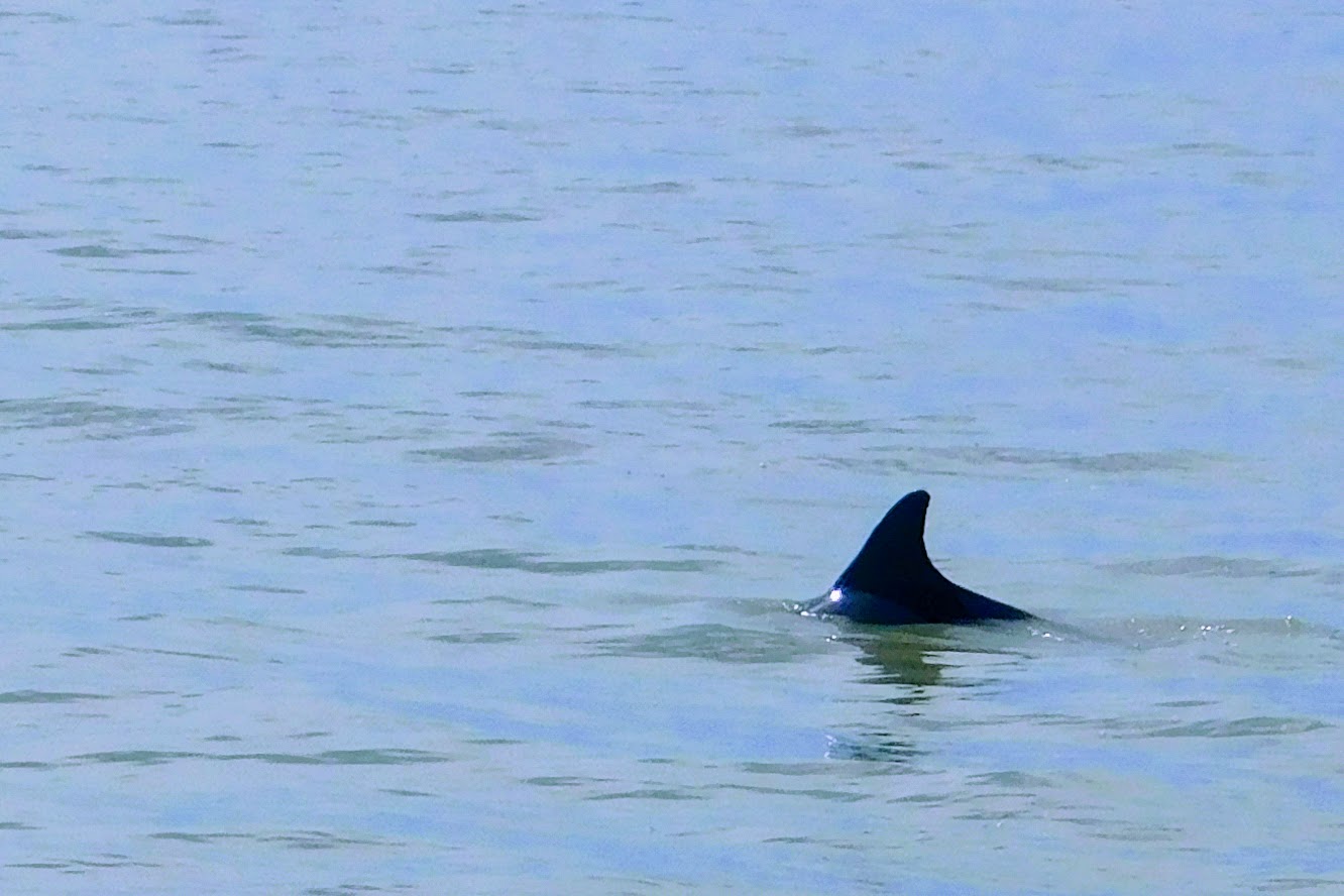 Dolphin fin sticking out of the water. An unexpected find wihen birding in the Everglades