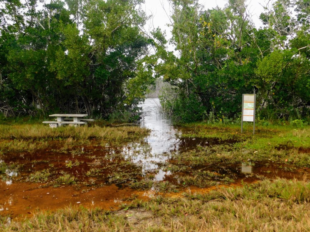 Trees, picnic table and flooded grass we encountered while birding in the Everglades. We had to skip this pond.