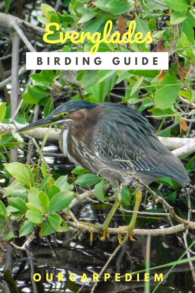 The Everglades is a UNESCO biosphere reserve AND a World Heritage Site. A wonderful destination to go birding when you travel to Florida. Drive through this tropical wilderness and meet new birds. This is one of the top things to do in Florida. Take a cruise on Florida Bay, see alligators up close, and watch roseate spoonbills in the mangroves. Discover dolphins and hike the Ahinga Trail. Do NOT miss out, click and read more!  #Florida #travel #UNESCO #nationalparks #bucketlist #OurCarpeDiem
