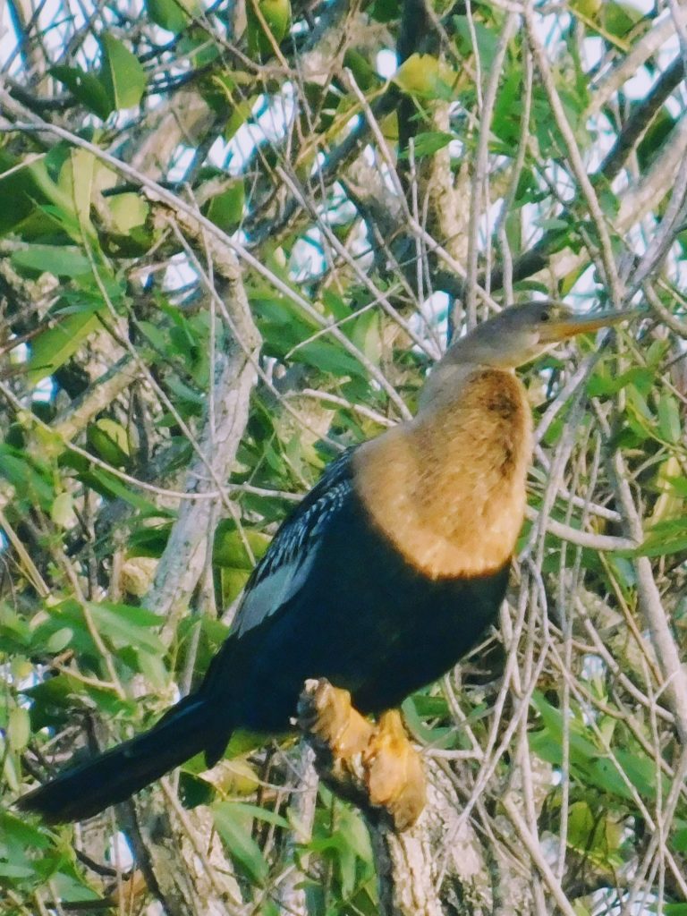 Female anhinga when birding in the Everglades. Her coloring is very different from the male. 