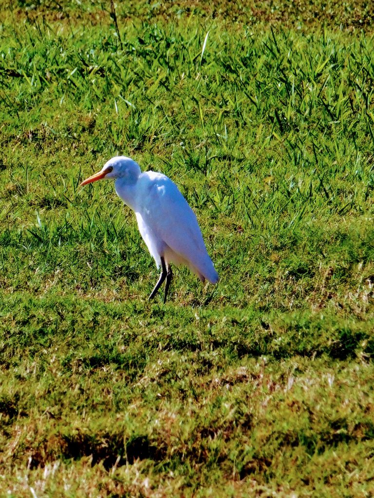 Great egret in the steppes. We saw many of them when we were birding in the Everglades.