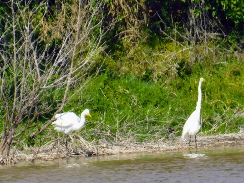 Two great egrets hunting for food at the shore of Eco Pond in the Everglades.