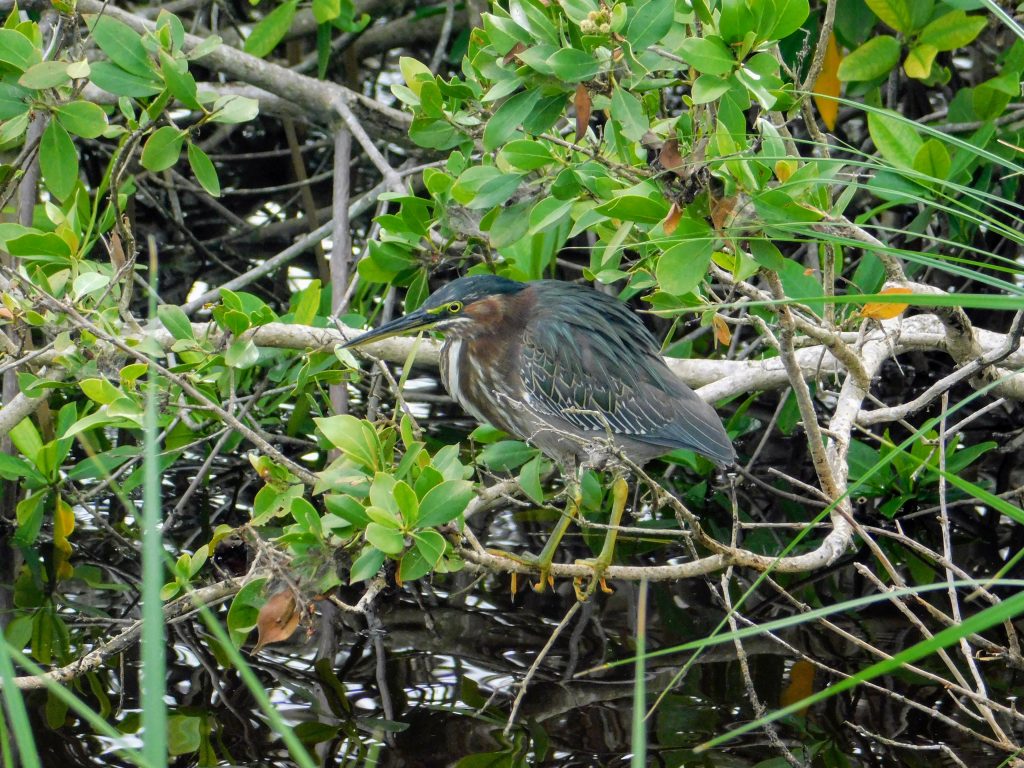 Green heron! One of the many birds in the Everglades. Meet birds, avoid people!