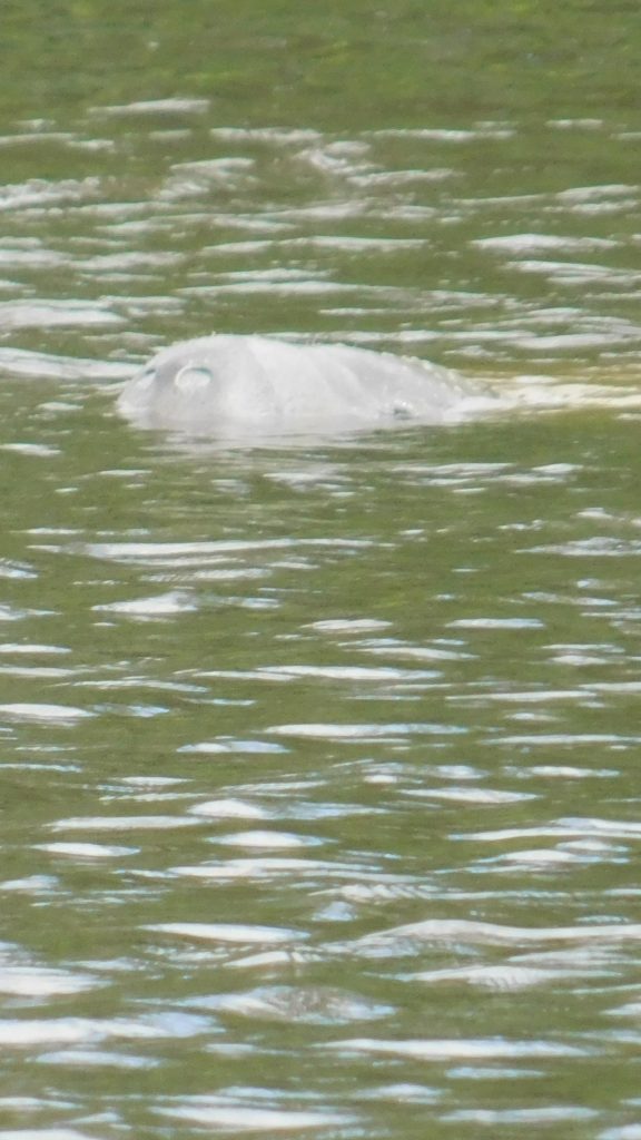 Manatee in the water. 