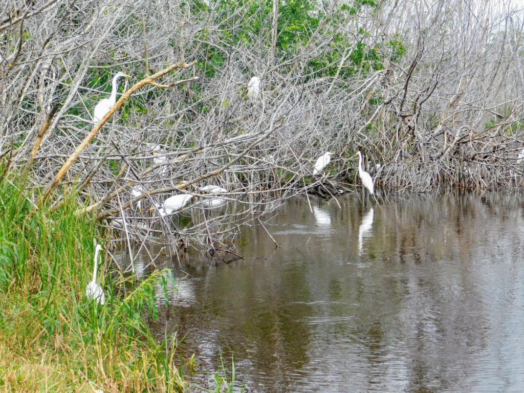 Grass and water in the foreground, mangroves with many white wading birds (egrets/ herons) in the background. 