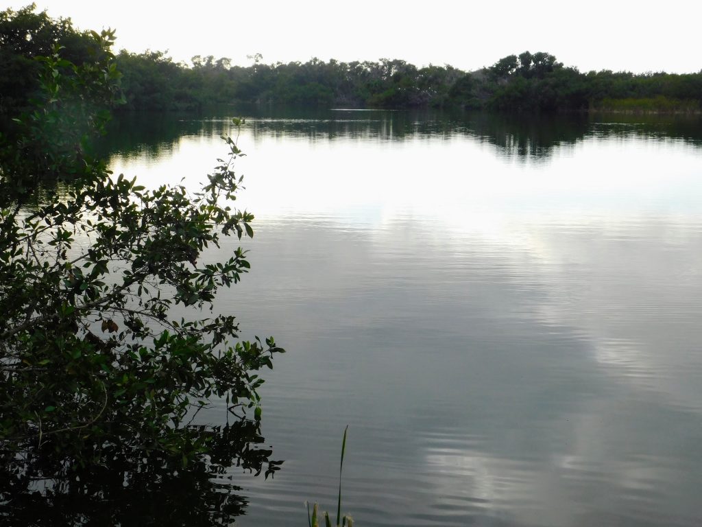 Paurotis Pond, looking out over the peaceful water with a bush in the foreground.