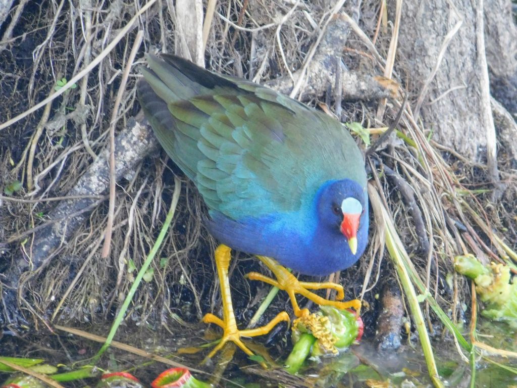  Purple Gallinule. Beautiful colorful bird we encountered while birding in the Everglades.