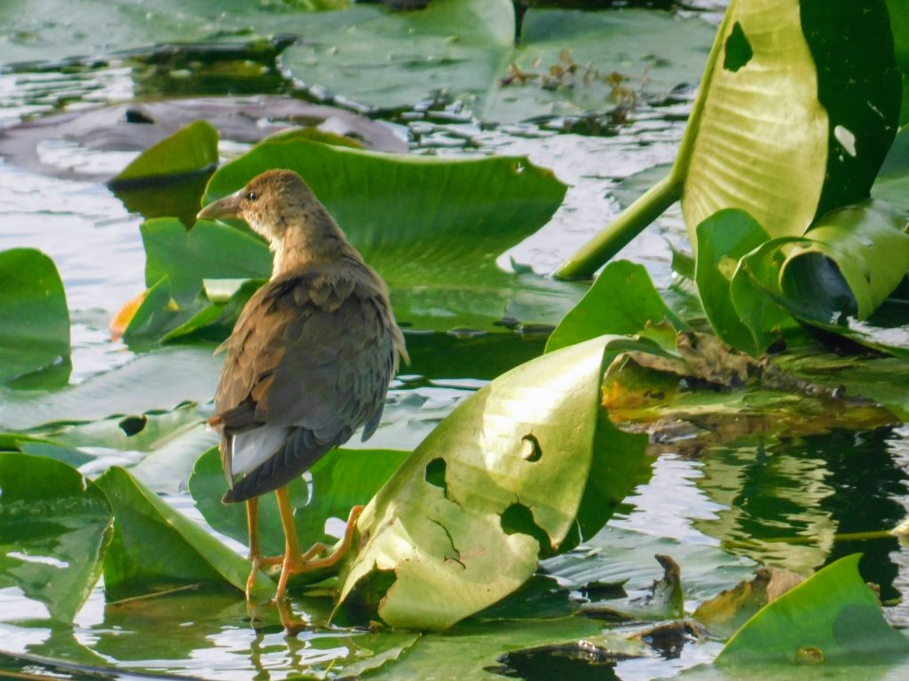 A juvenile purple gallinule, walking over water lily leaves. 
This was when birding in the Everglades at the ahinga trail.