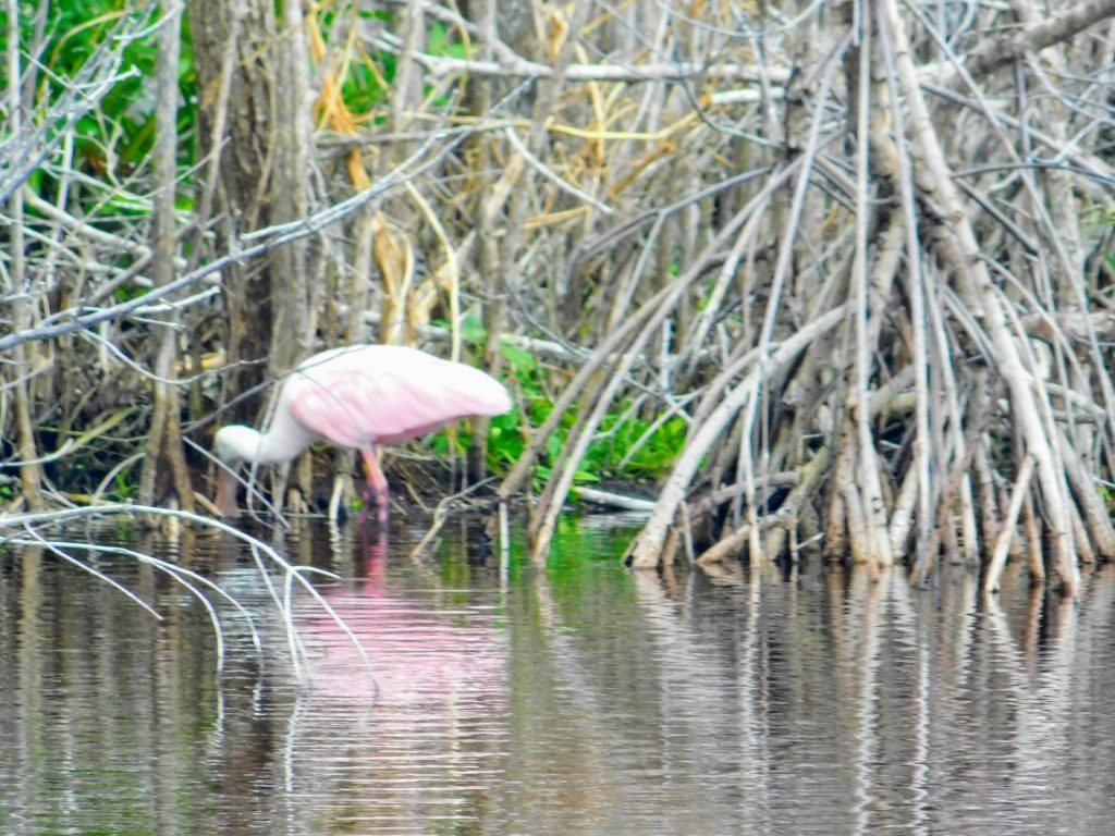 Roseated spoonbill hunting for fish in shallow water in front of mangroves