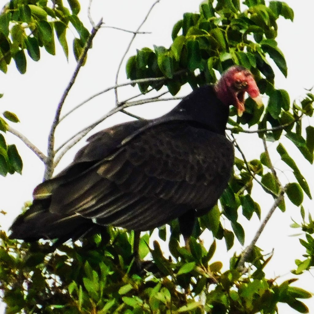 Turkey vulture in a tree at Paurotis Pond. Notice the red head. Birding find in the Everglades