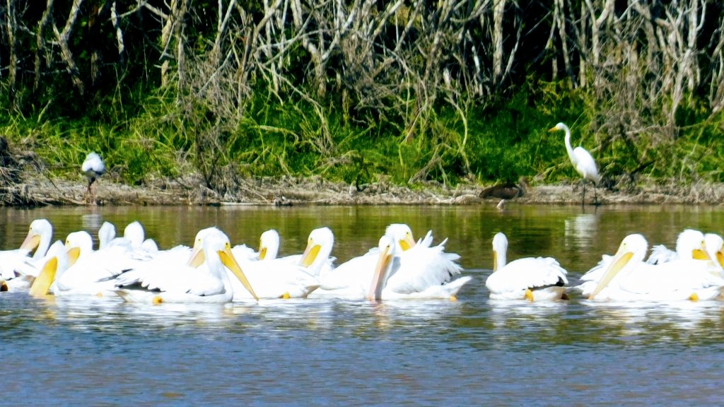 A squadron of white pelicans swimming in the water. Great egret visible in the back ground in vegetation on shore. 