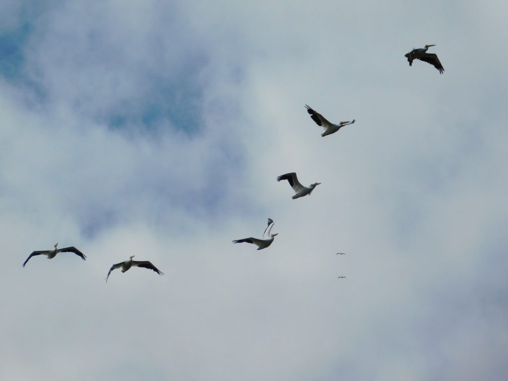 Six white pelicans flying in squadron. One of the many bird species we saw when birding in the Everglades, this is close to the Flamingo Visitor Center