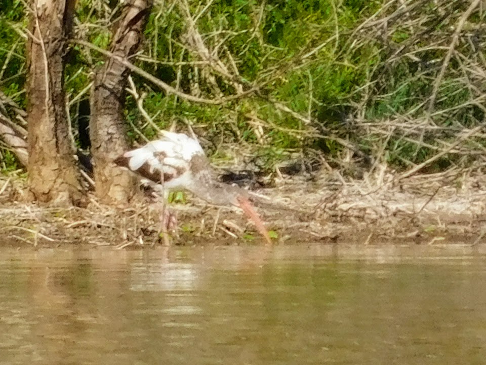 Wood stork hunting on the shore of Eco Pond. One of our new birds during our birding in the Everglades.