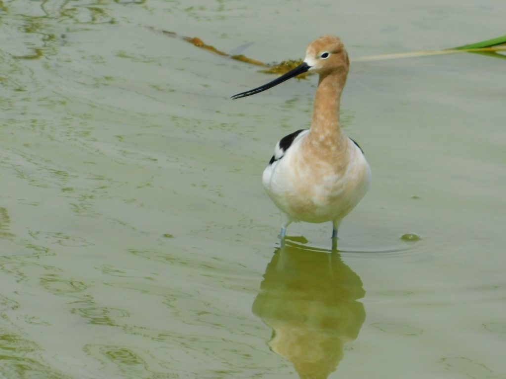 American avocet wading. We love to watch birds.