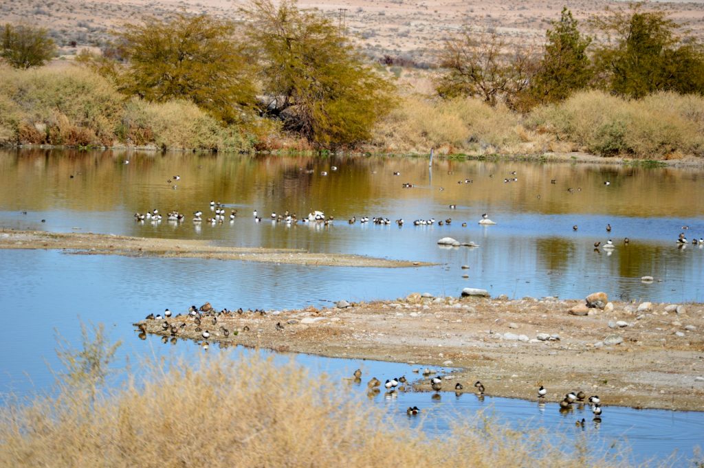 Pond with islands and many water birds. Desert landscape in the desert. 