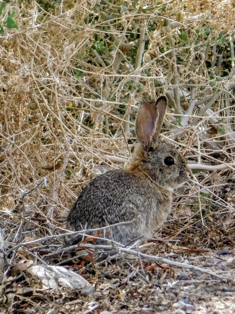 A bunny in front of dry bushes. There are not only play boy bunnies in Las Vegas :) This bunny is an easy drive from The Strip