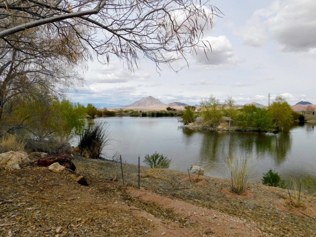 Pond in the desert, with tree in foreground and mountains in the back ground. For me this was one of the best day trips when we visited Las Vegas