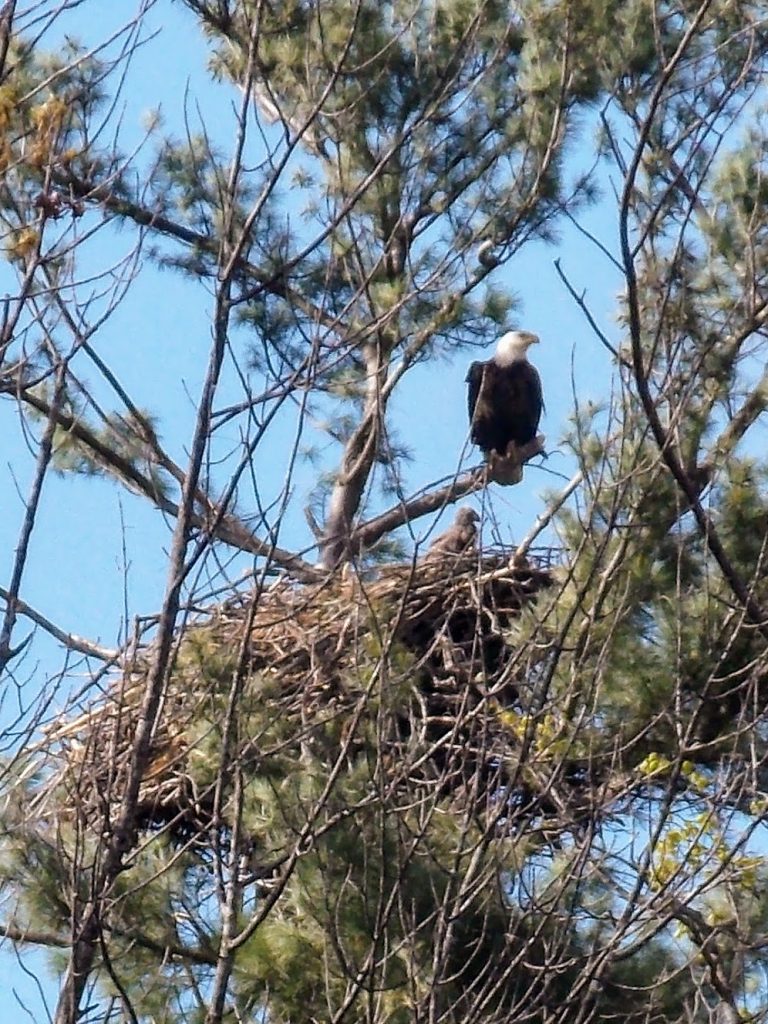 Earth Day is every day for the Eagles