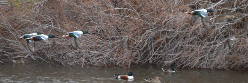 Northern shovelers, three swimming, four flying in front of bushes. Such a wonderful birding day trip from Las Vegas.