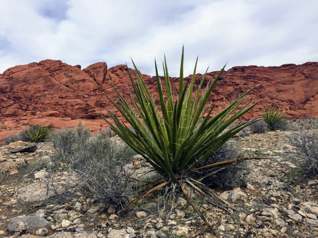 Spiky plant in front of a wall of red rocks.