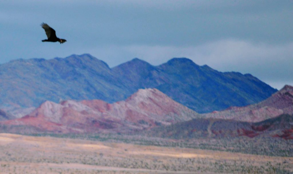 Mountains and a turkey vulture at the Henderson Bird Viewing Preserve, just 25 minutes away from the Vegas Strip. No problem to find things to do if you want to experience Vegas without gambling