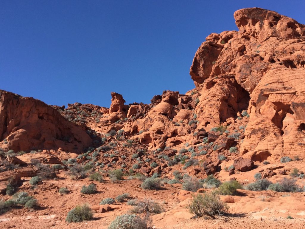 Red rocks and desert vegetation in the Valley of Fire