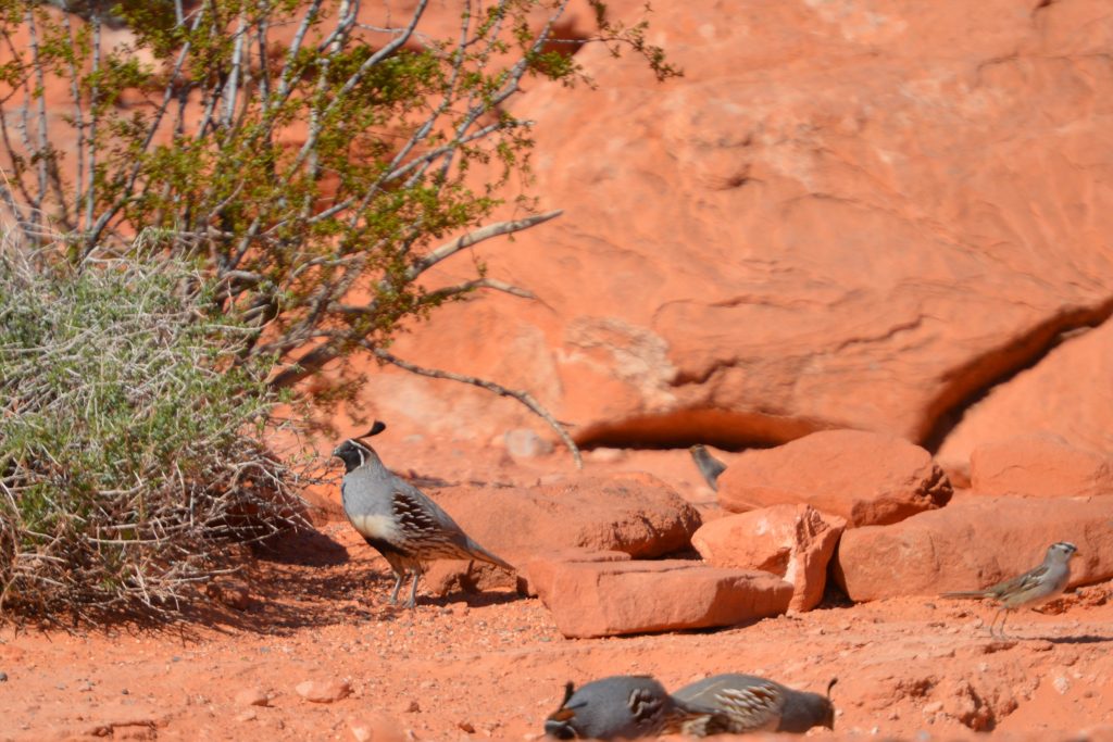 Three california quails on red rocks and a sparrow on the right. Desert vegetation on the left. All the quails have a cute little tuft on their heads.