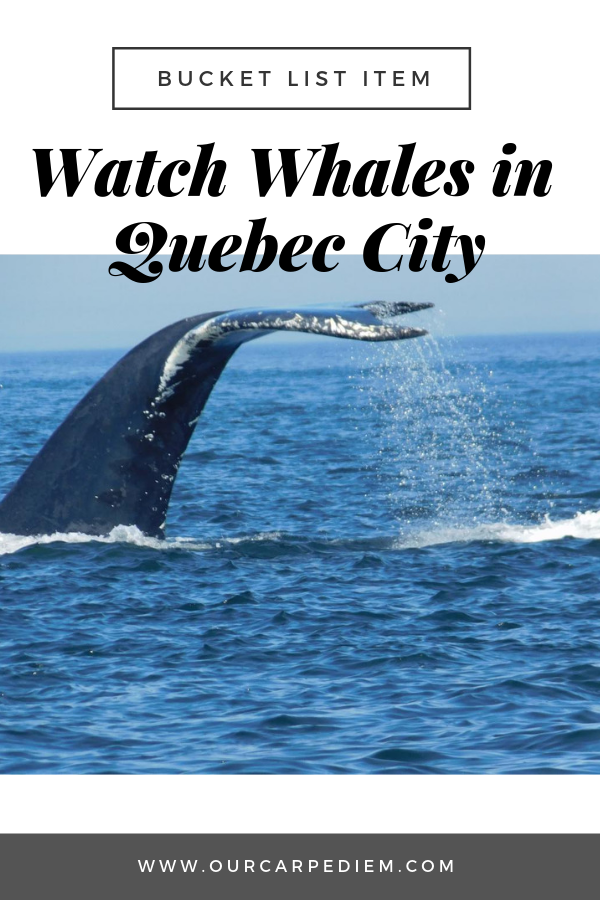 Watching Whales in Quebec City Did you know that you can watch whales when you are visiting Quebec City? It is one of the more off the beaten path things to do. Not only can you see whales, but in addition you can see a plethora of birds and other animals. Who doesn’t love encountering on of Earth’s biggest mammals? Click and check out amazing photos and which whales we saw while we were in Quebec City. #OurCarpeDiem #Travel #Canada #QuebecCity #TravelTips #WhaleWatch