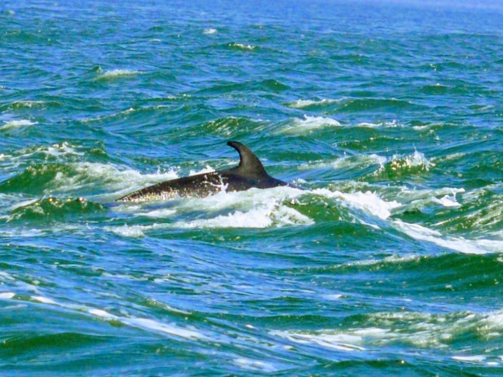 Fin and back of a minke whale, one of our sights when we were on a whale watching trip out of Quebec City.