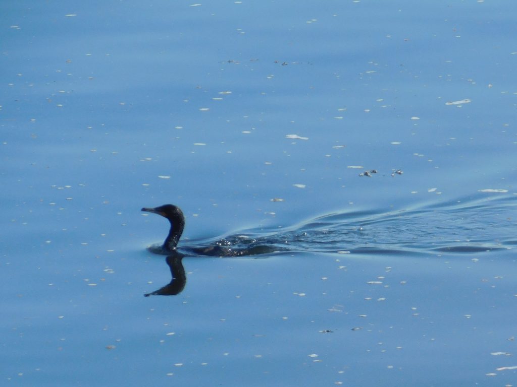 Cormorant swimming, with reflection. We saw a lot of them on our whale watching cruise when we stayed in Quebec City.