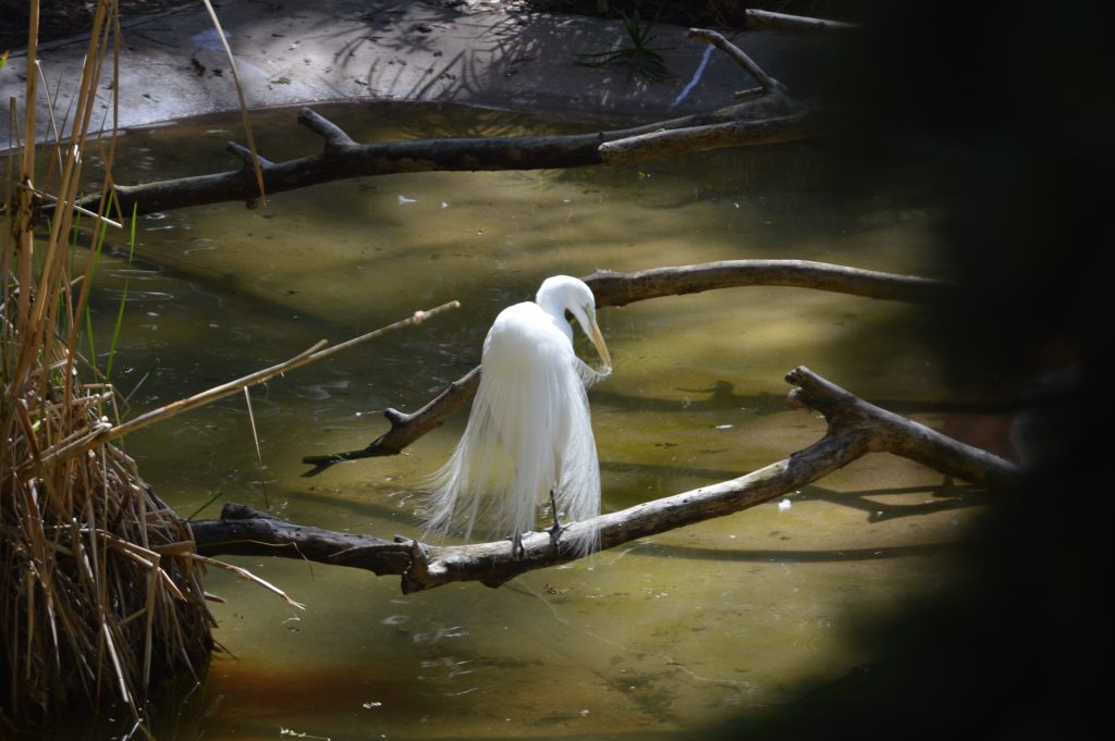 White heron grooming herself among water, reeds and dead tree branches.