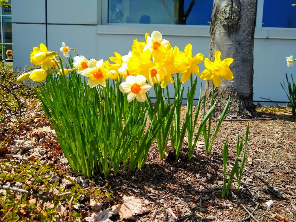 Daffodils at the hospital, helping me heal after my bad experience with my MRI and claustrophobia