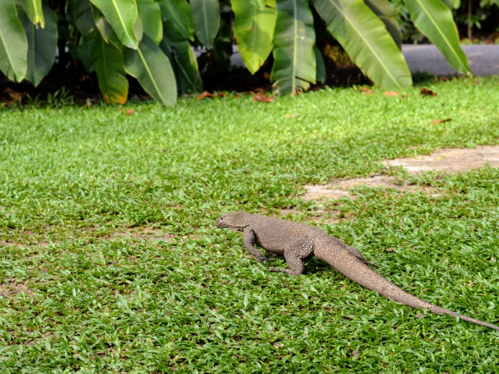 While I was having my MRI for my MS, I imagined being in Singapore and seeing this lizard enjoying an afternoon stroll. On her way to the bushes, she looks very relaxed. 