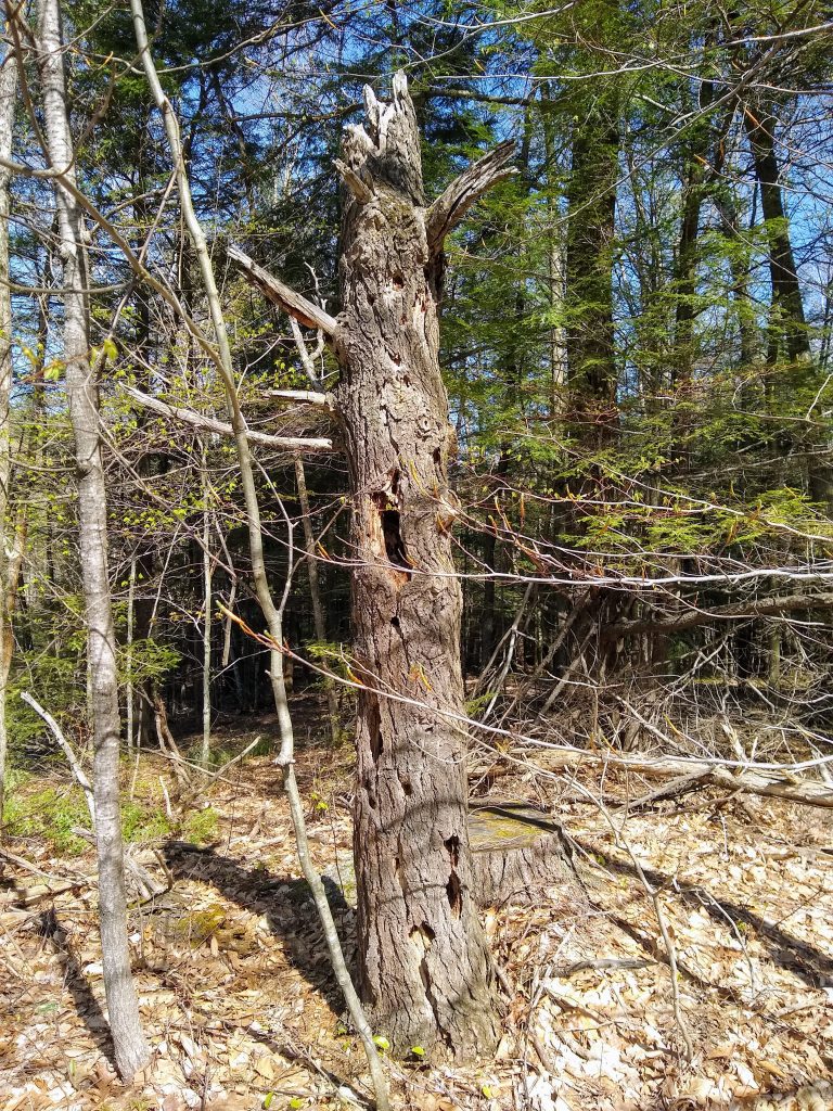 Dead tree with many holes. Would it make a sound when nobody is around to hear it fall?