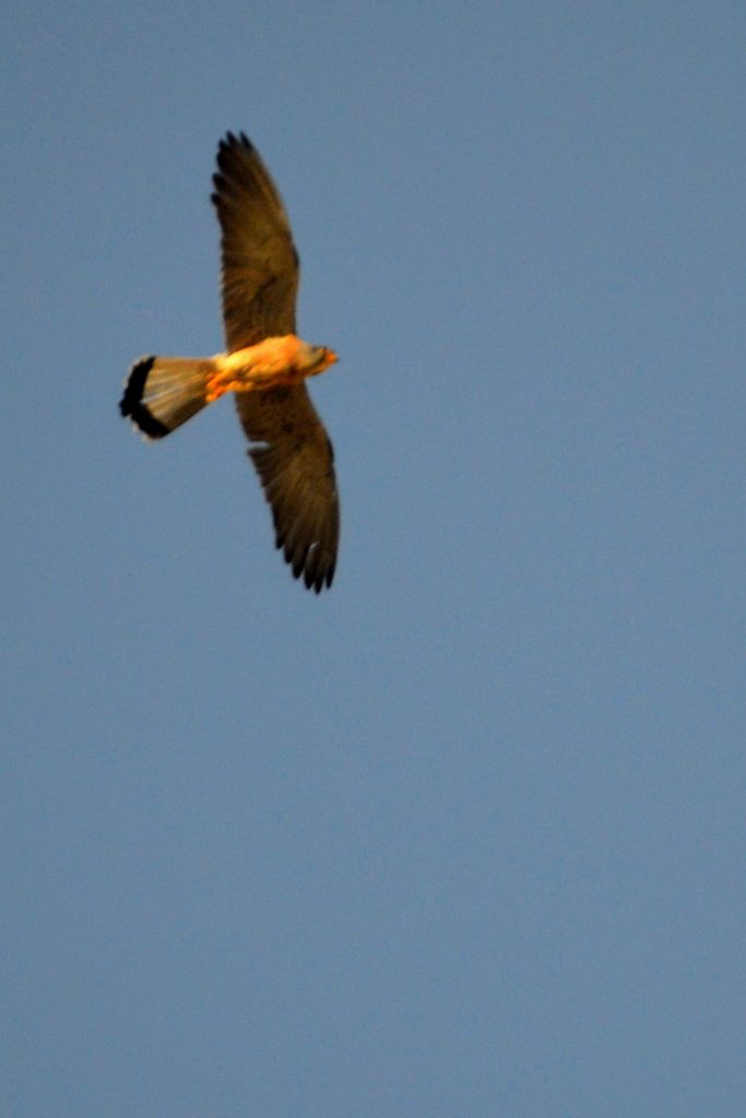 The lesser kestrel of Matera, in flight.